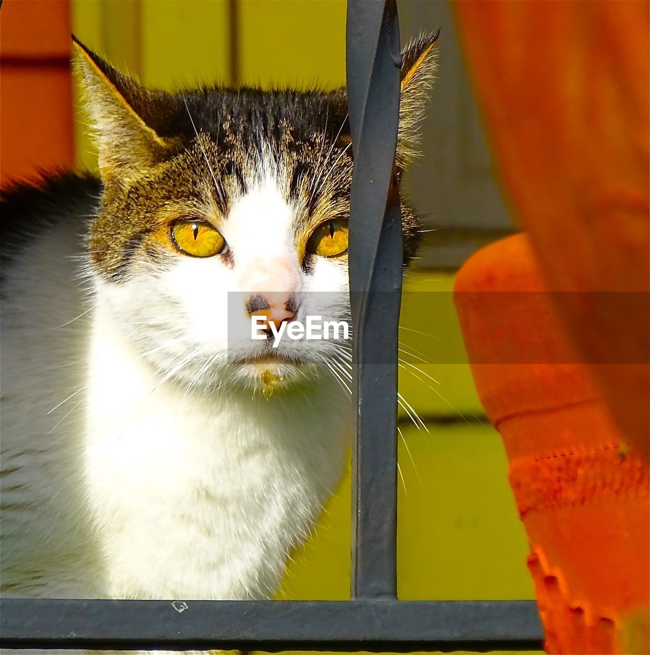 Close-up portrait of cat