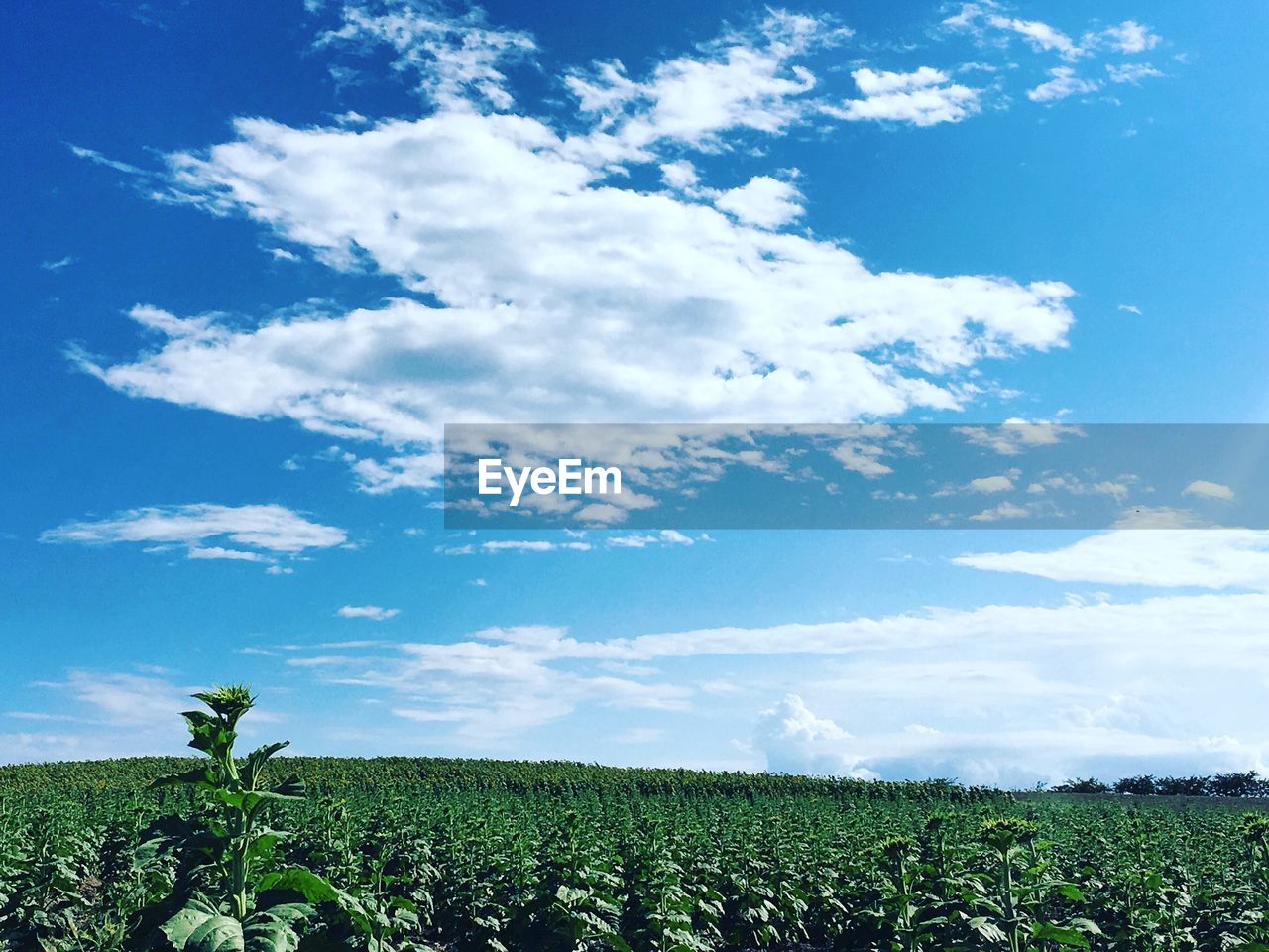 SCENIC VIEW OF LANDSCAPE AGAINST CLEAR SKY