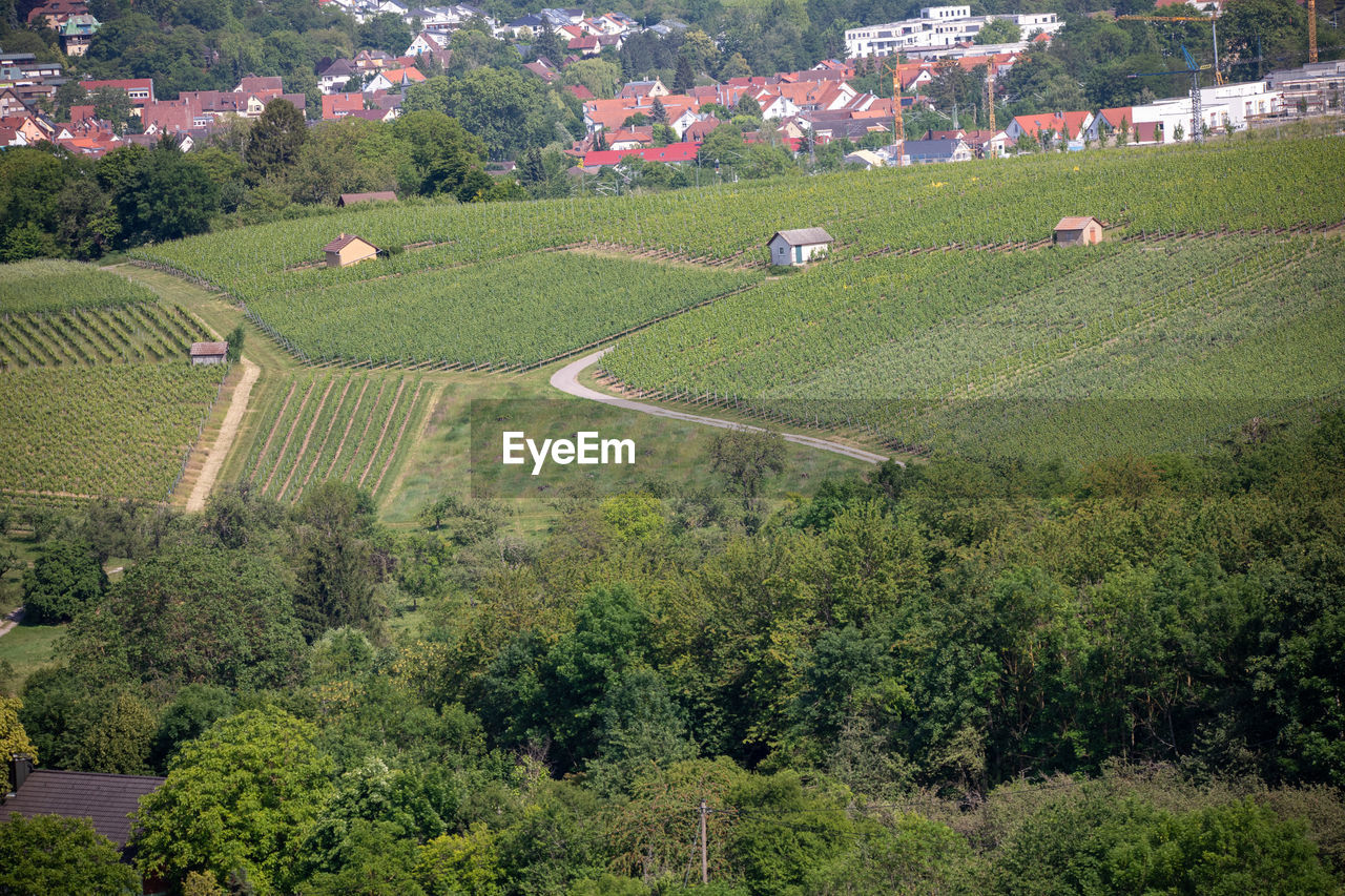 HIGH ANGLE VIEW OF VINEYARD ON FIELD