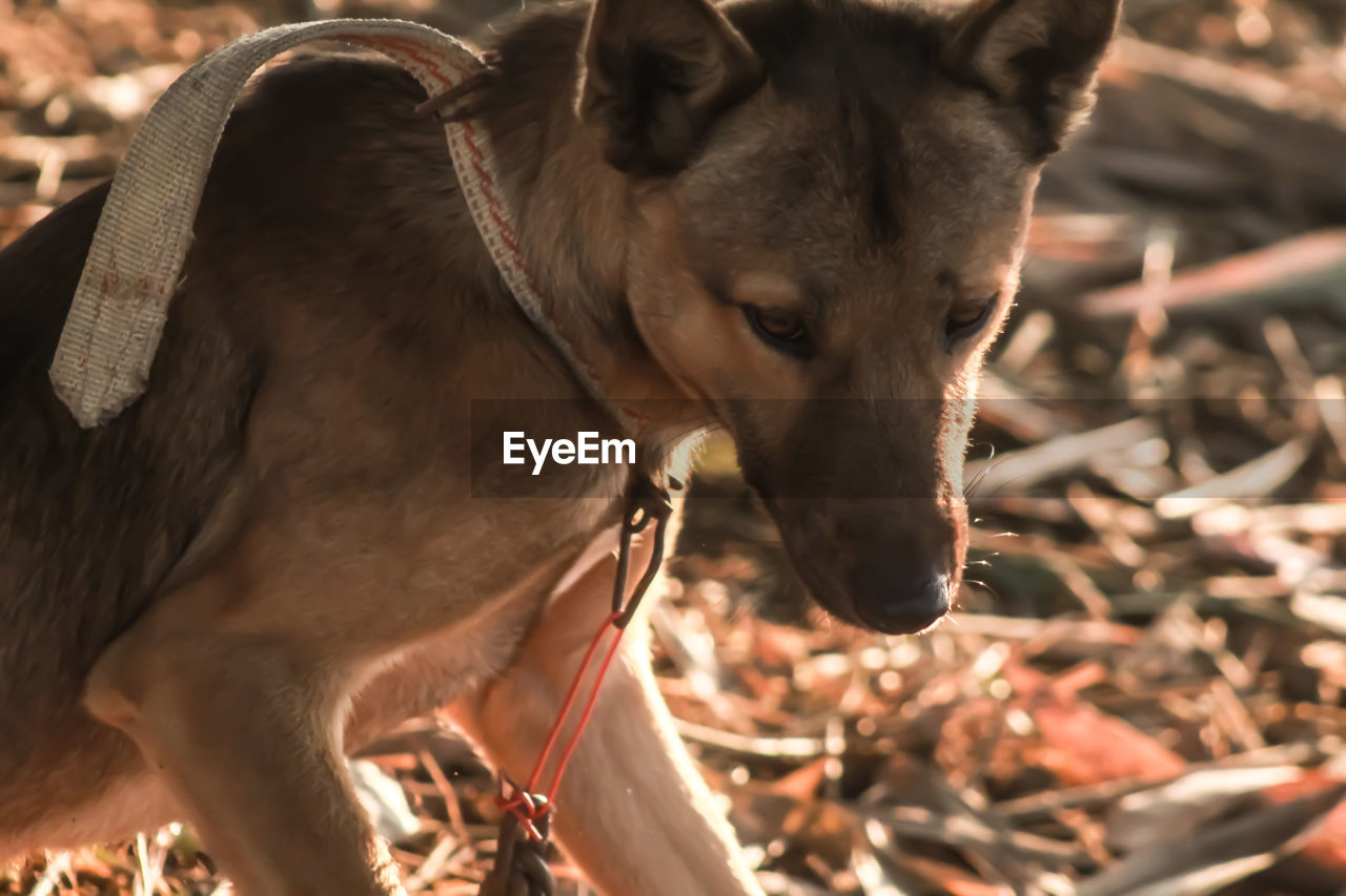 Close-up of a dog on field