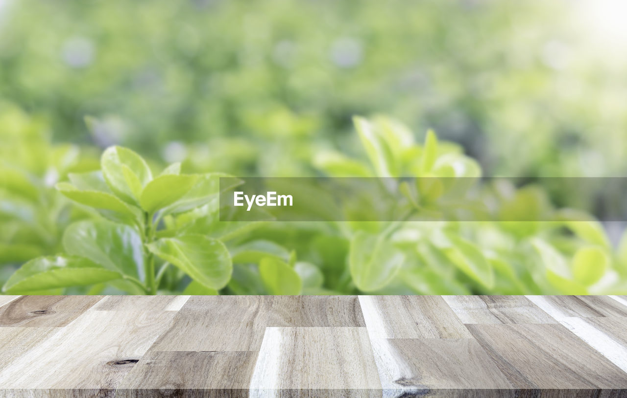 CLOSE-UP OF FRESH LEAVES ON TABLE