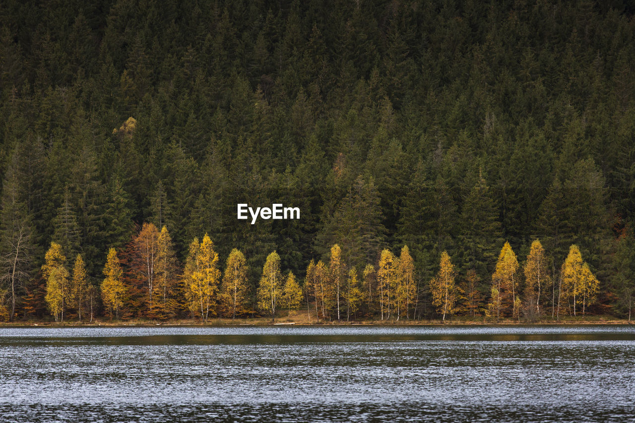 Pine trees by lake in forest during autumn