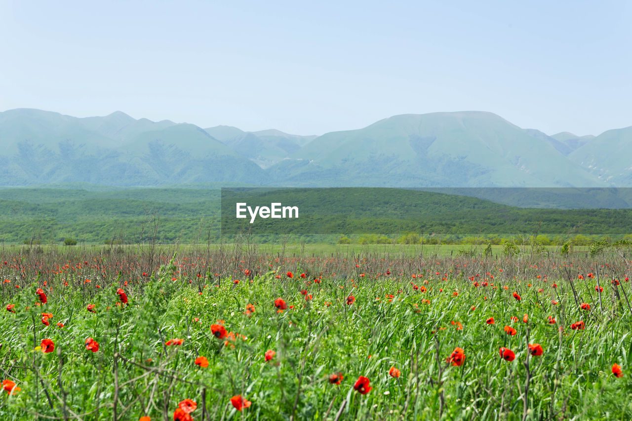 POPPIES GROWING ON FIELD AGAINST SKY