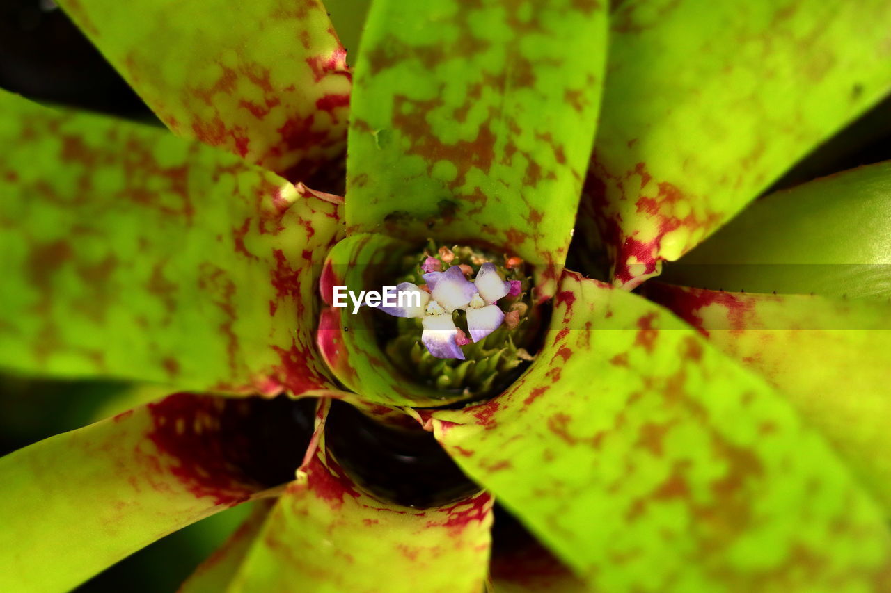 FULL FRAME SHOT OF GREEN PLANT