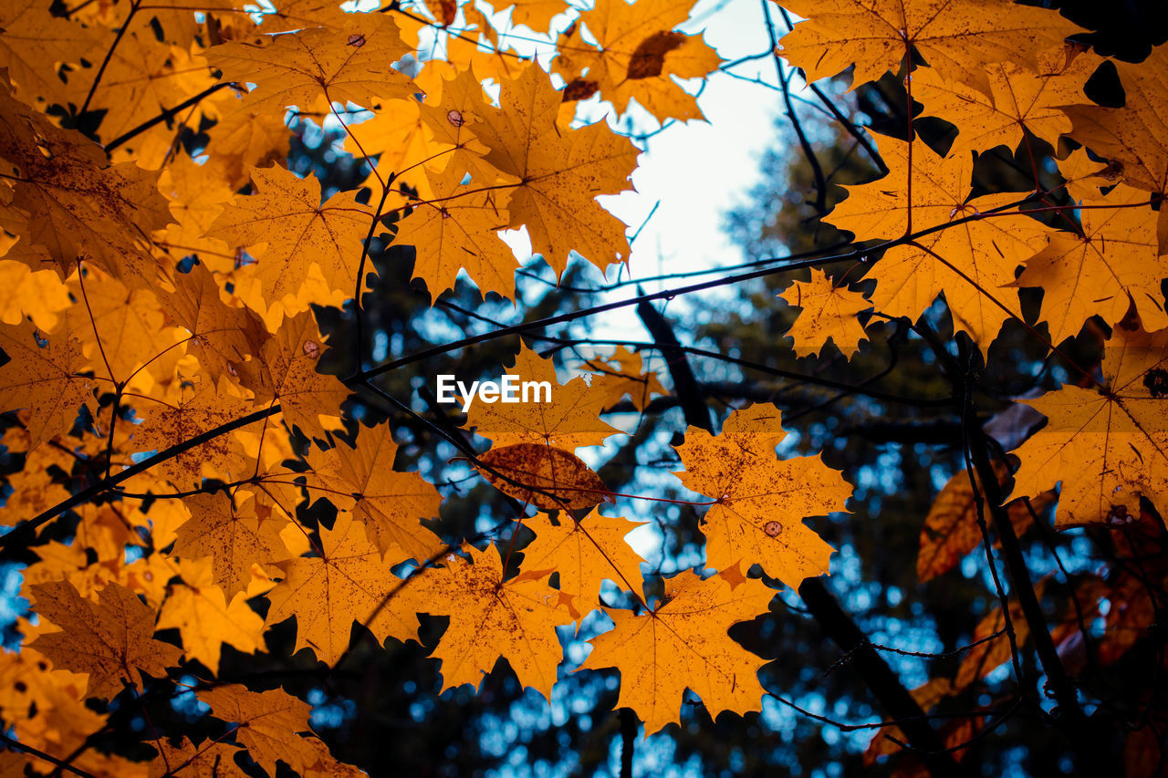 Low angle view of maple leaves on tree