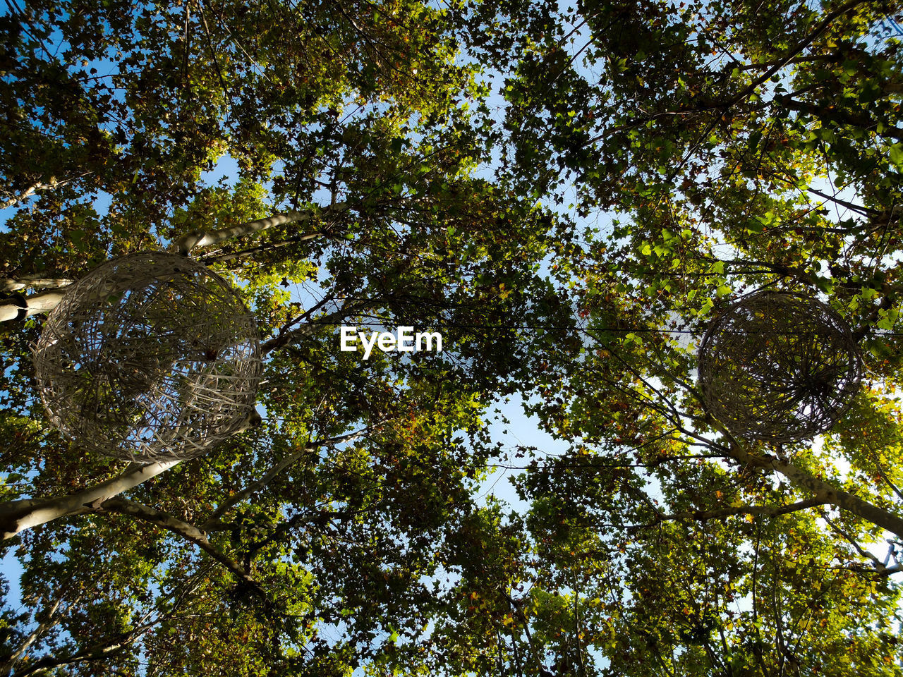 LOW ANGLE VIEW OF TREES AGAINST SKY