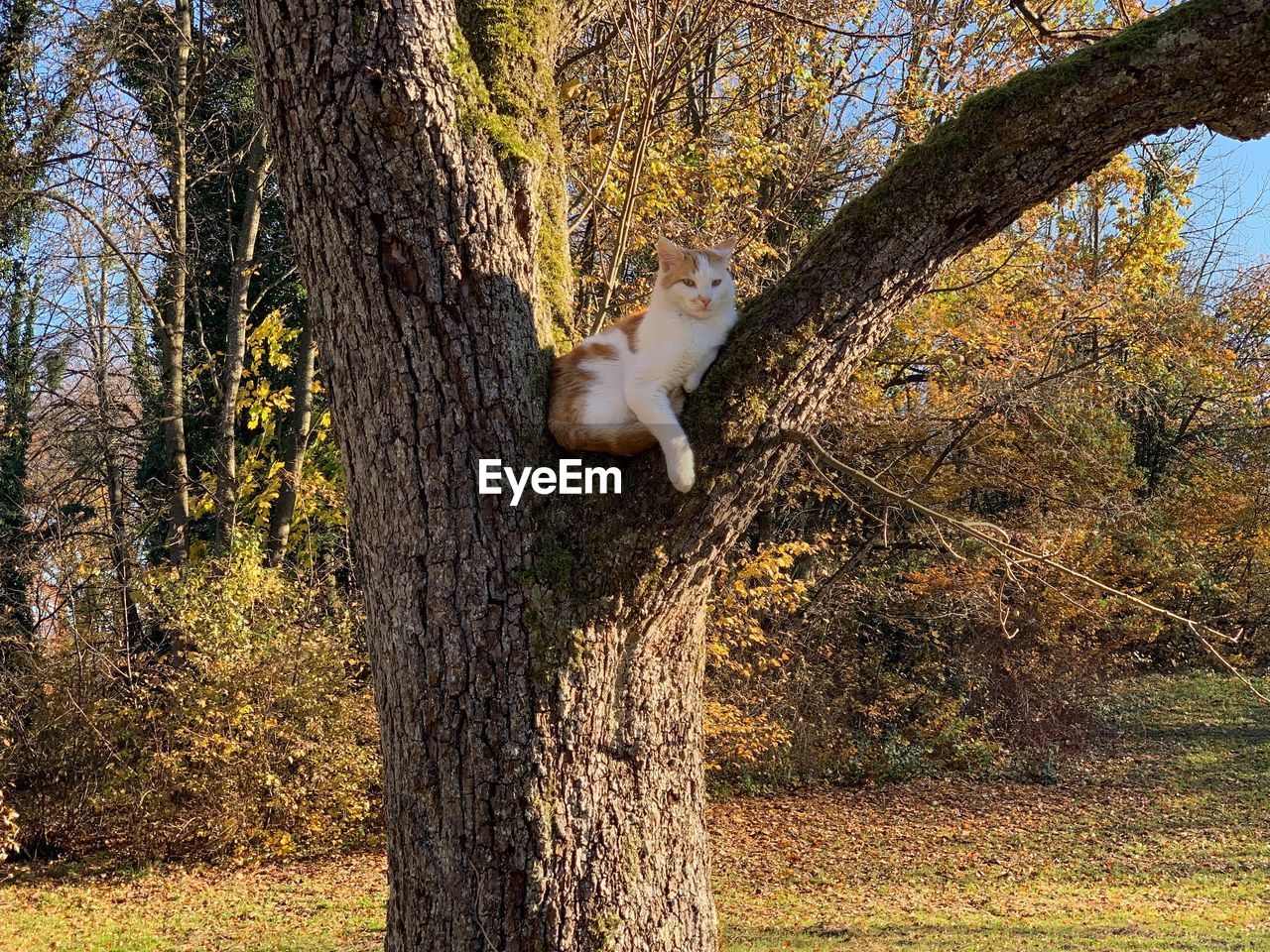 CAT ON TREE TRUNK