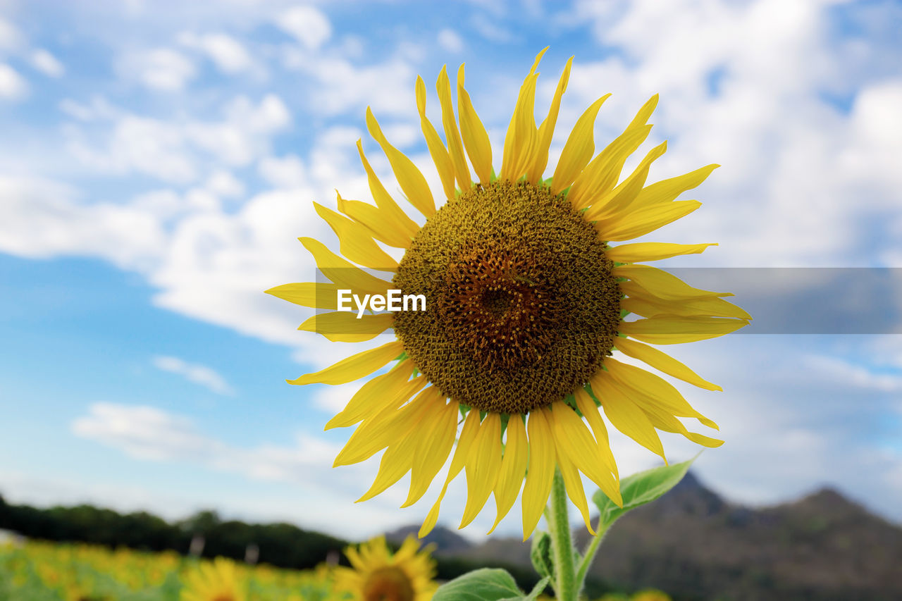 Sunflower in field with the blue sky.