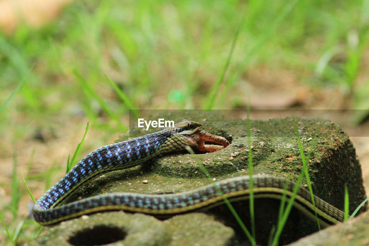 View of snake on rock by grass