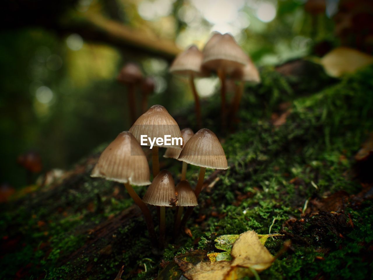 Close-up of mushrooms growing on land 