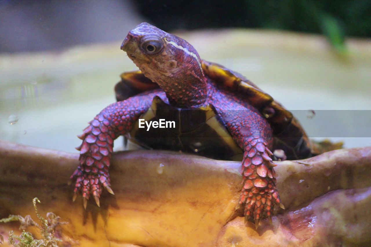 CLOSE-UP OF TURTLE SWIMMING