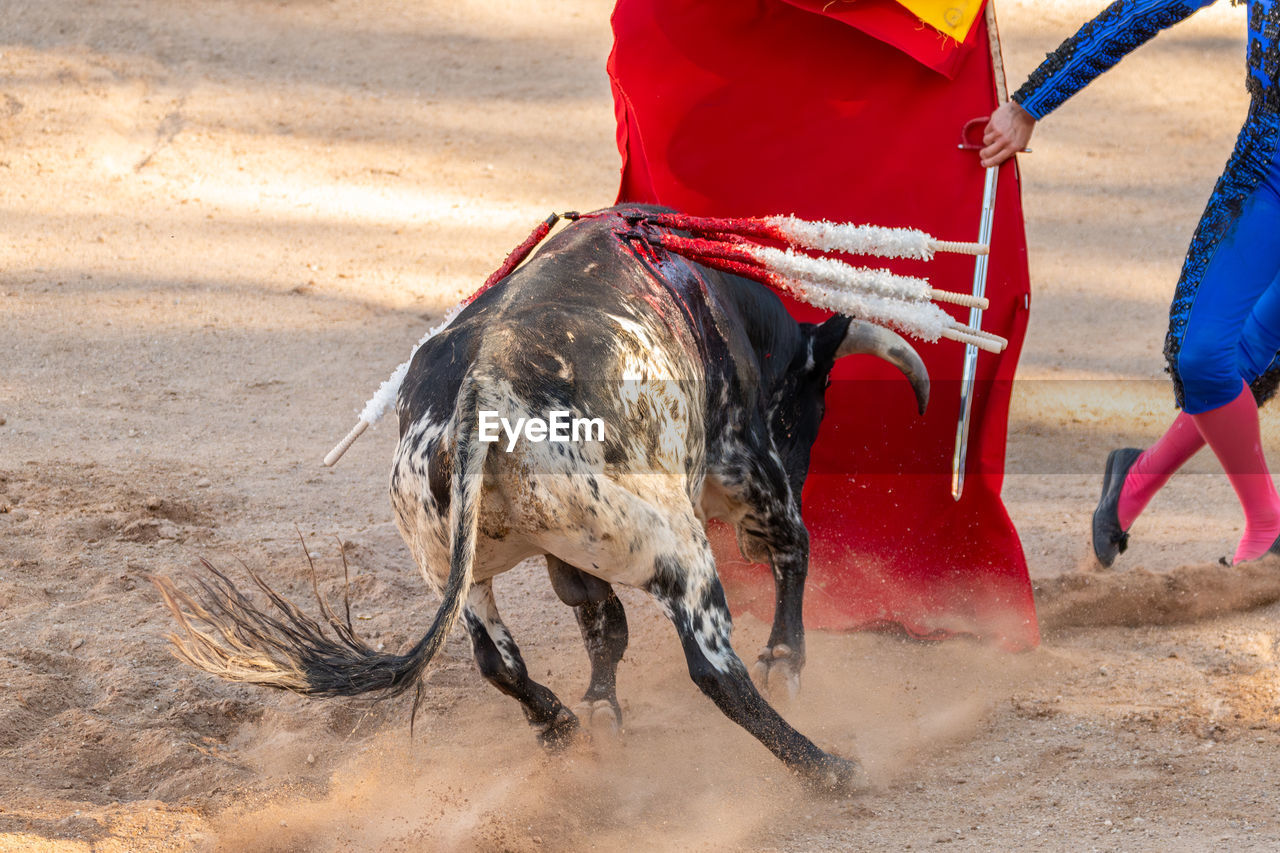 low section of man riding horse on sand