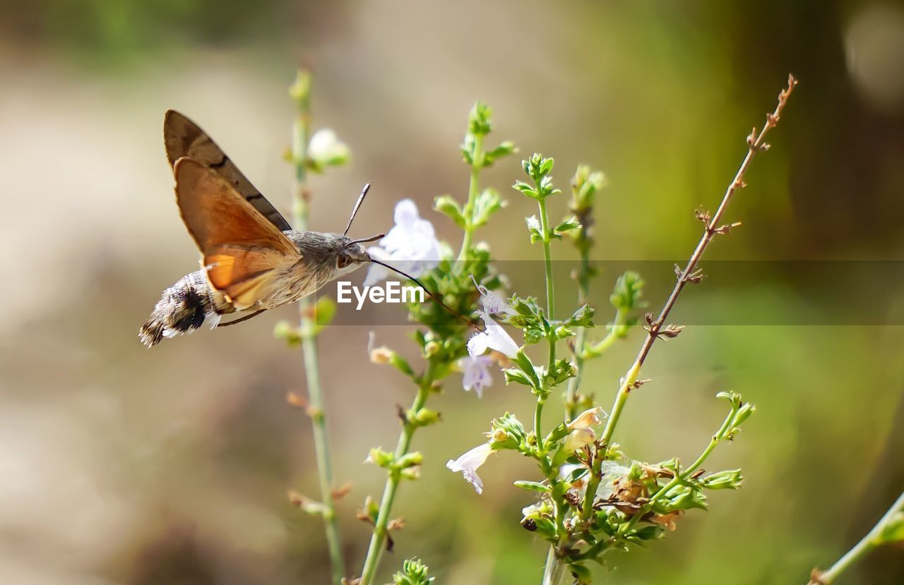 Close-up of hummingbird hawk-moth flying by flowers