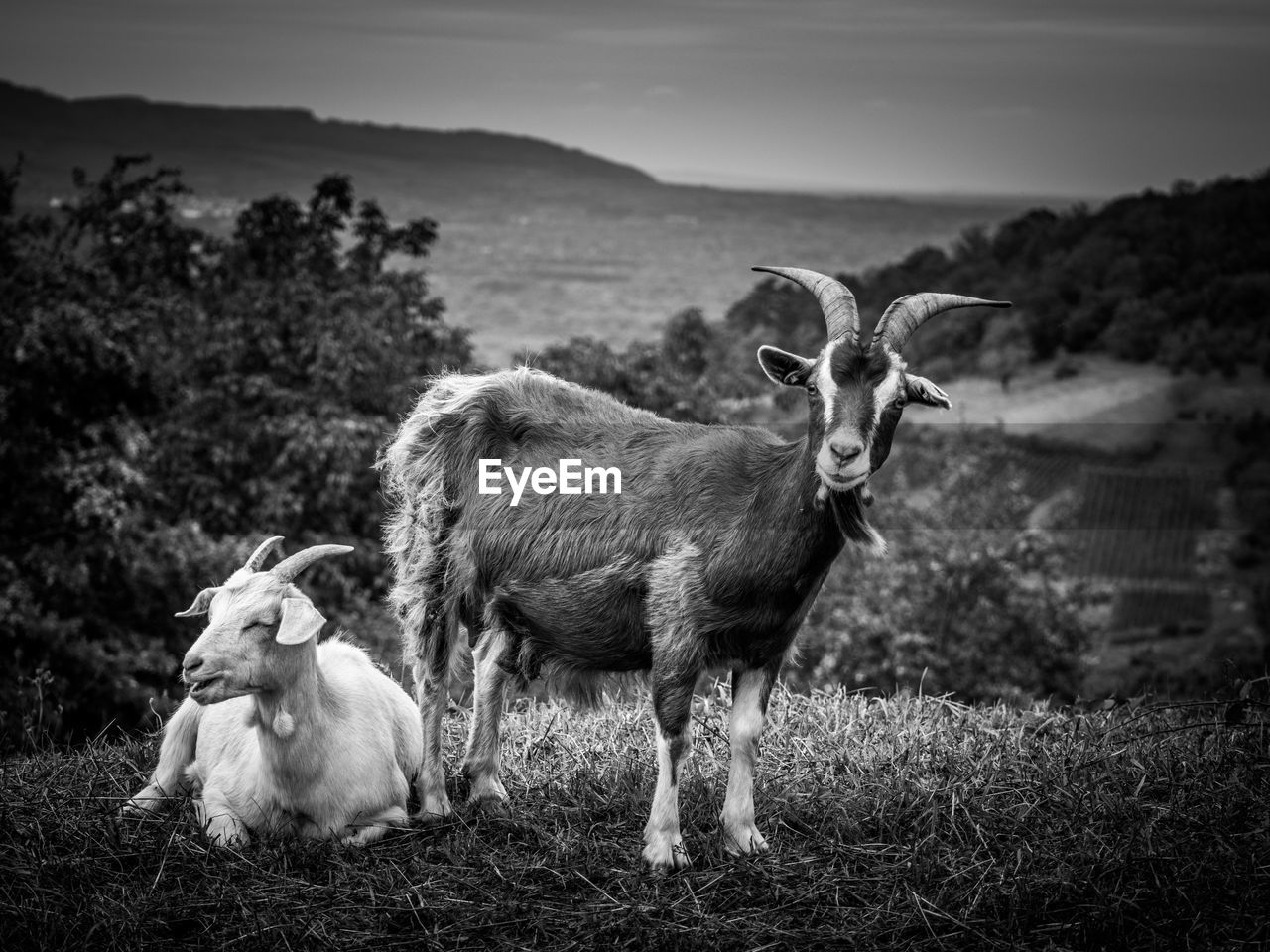 SHEEP STANDING ON FIELD