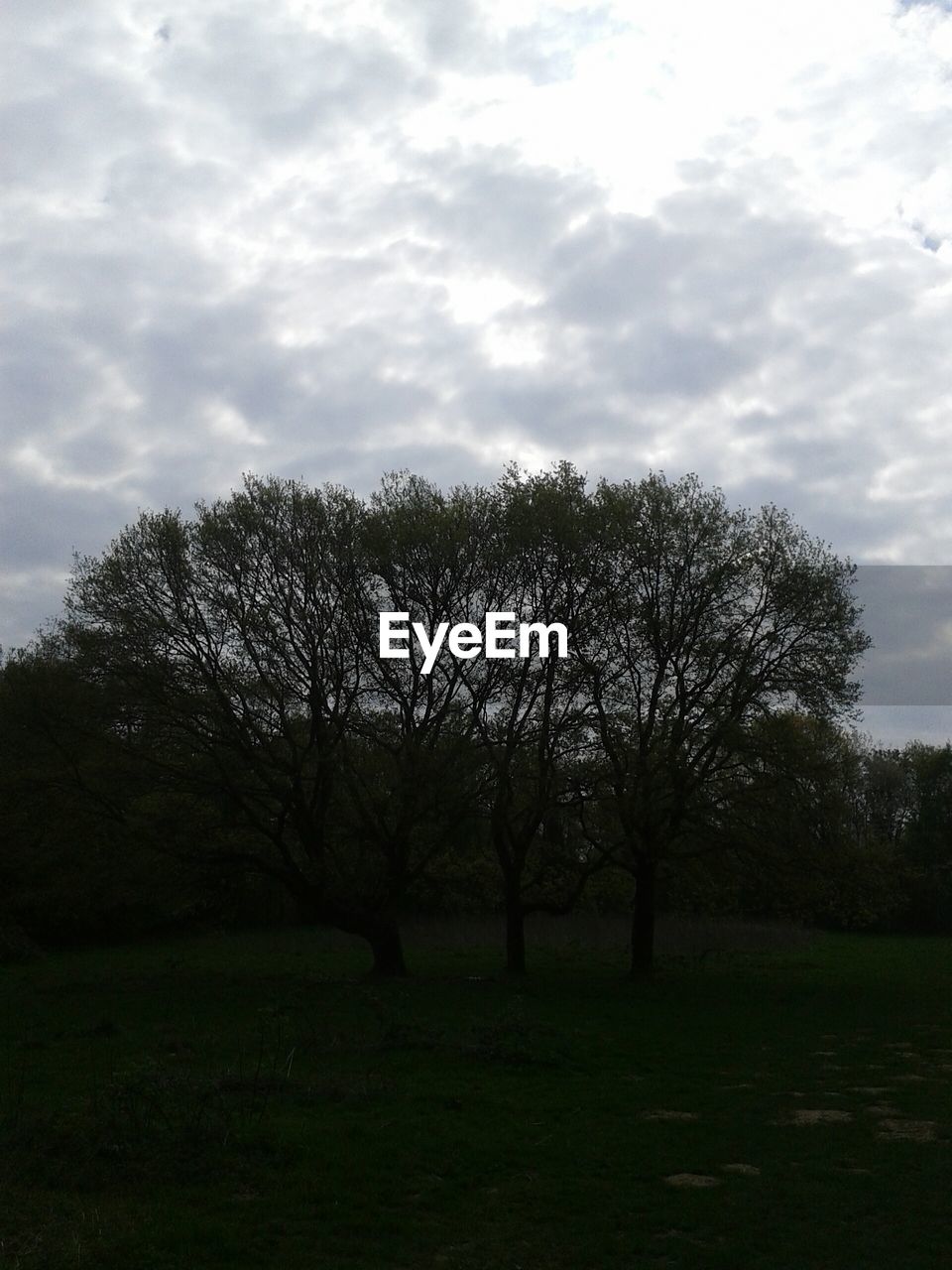 TREES ON GRASSY FIELD AGAINST CLOUDY SKY