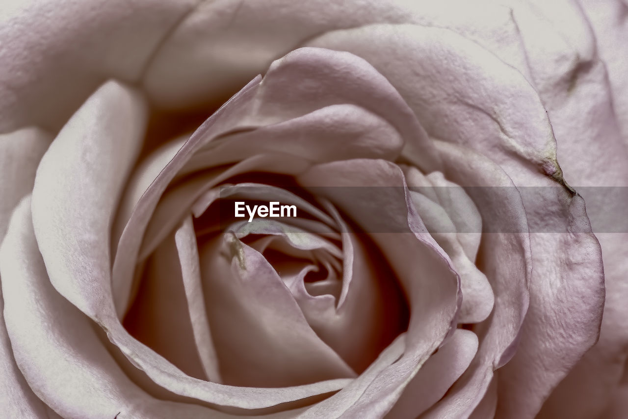 FULL FRAME SHOT OF ROSE IN WHITE ROSES