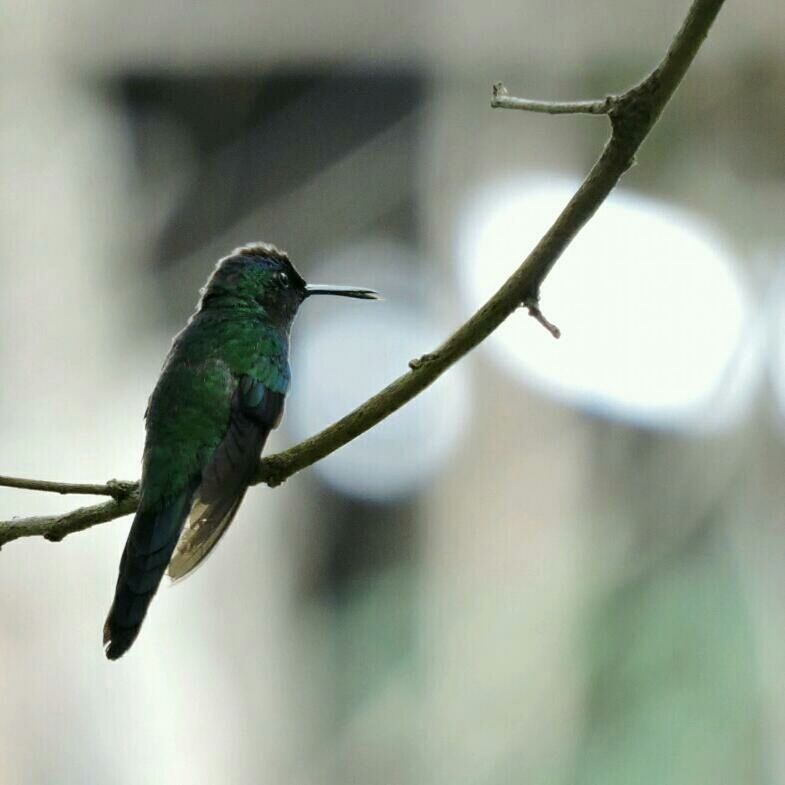 BIRDS PERCHING ON BRANCH