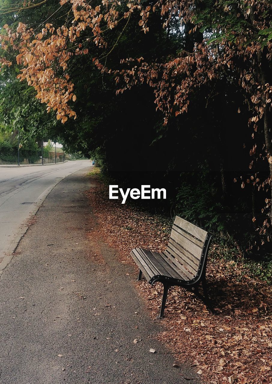 Empty road along trees