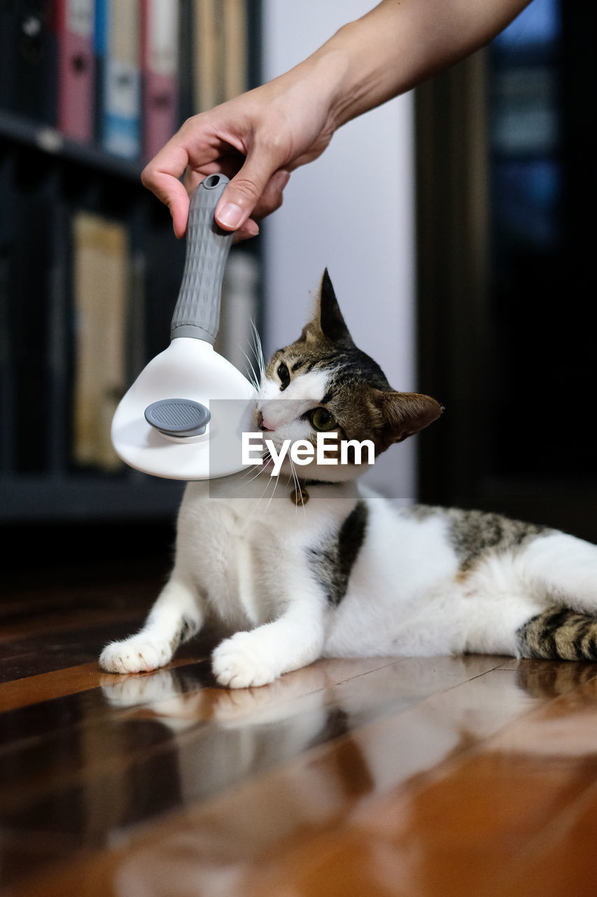 Close-up of cat sitting on floor