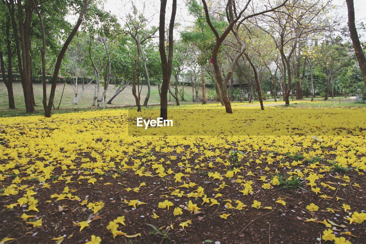 YELLOW FLOWERS BLOOMING IN FIELD