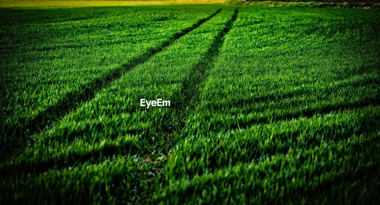 SCENIC VIEW OF FARM FIELD