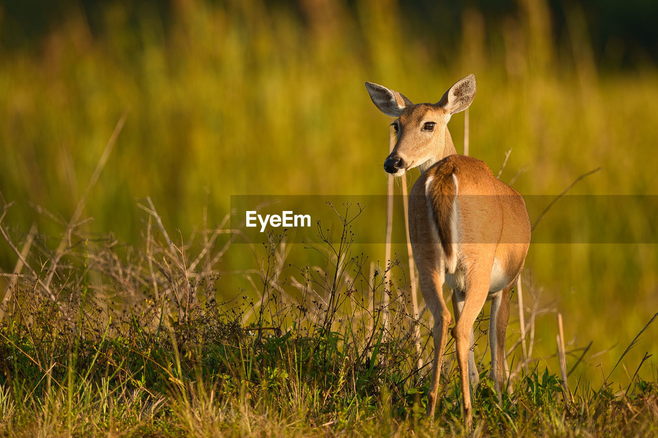 Deer standing on field