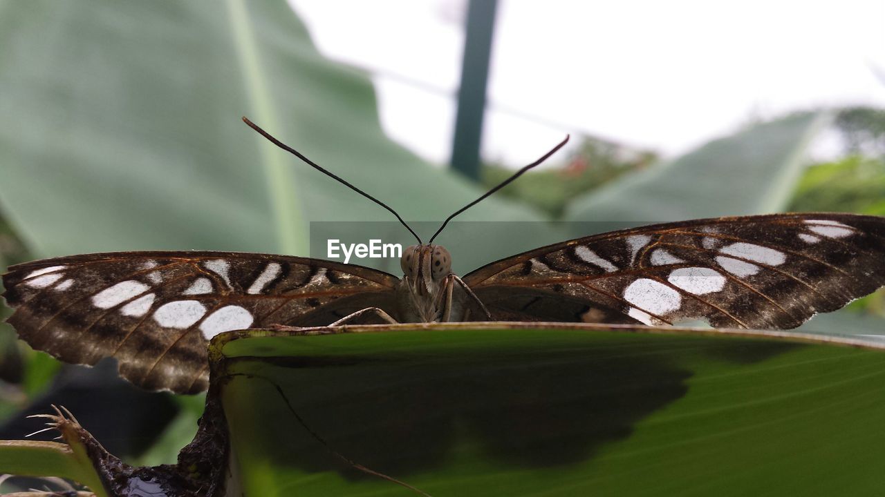 Close-up of butterfly on leaf