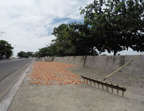 EMPTY ROAD WITH TREES IN BACKGROUND