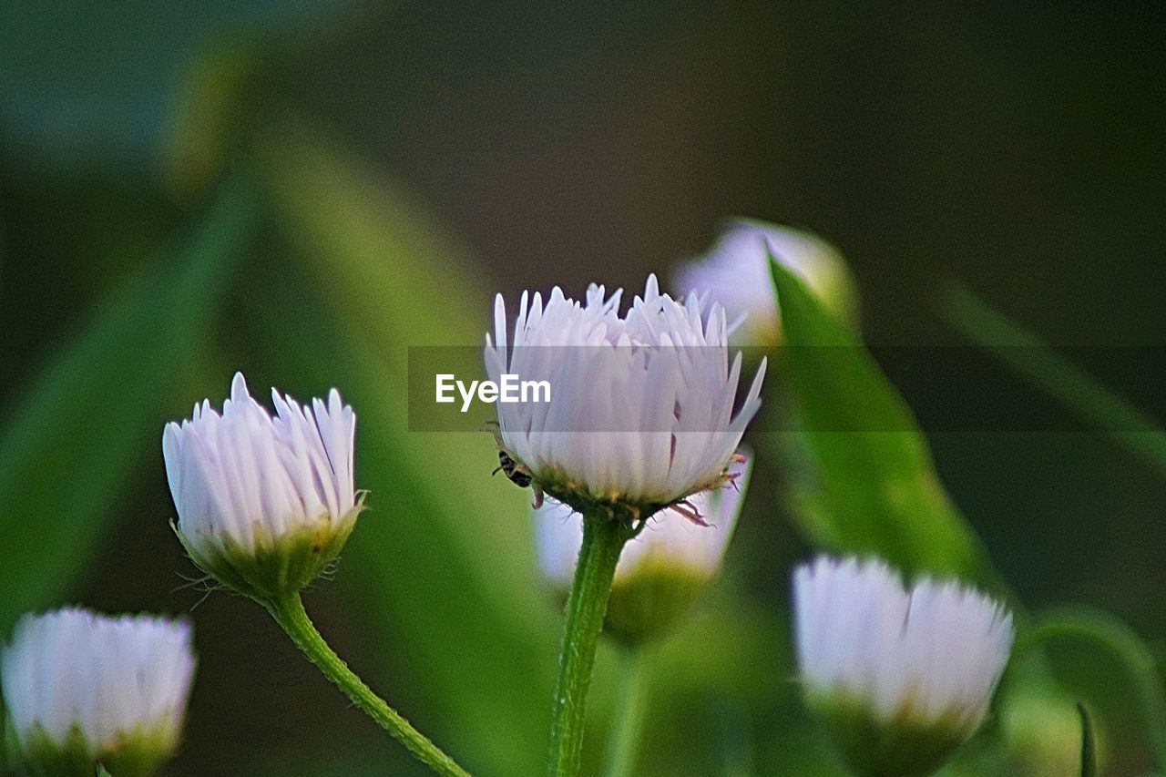 Close-up of purple flowering plant