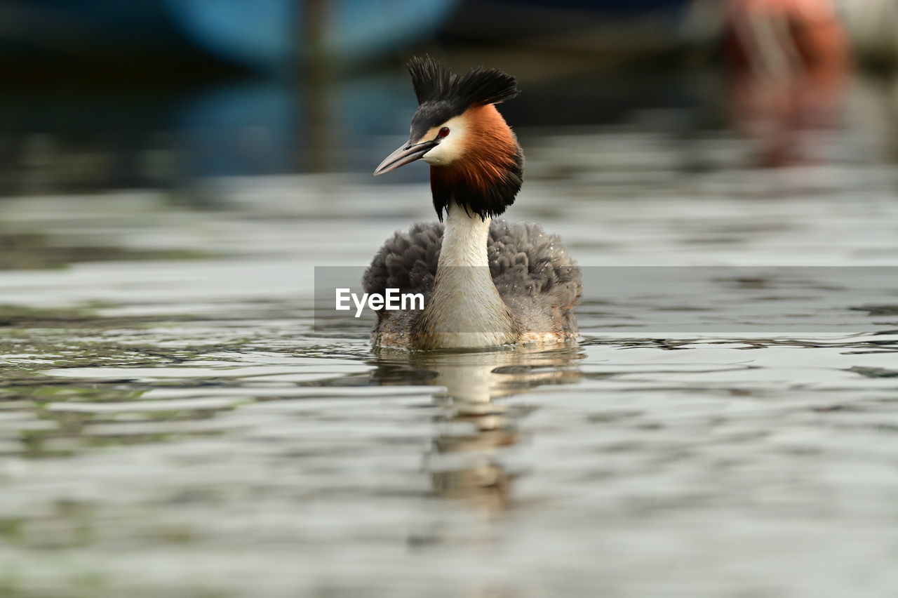 side view of a bird in water