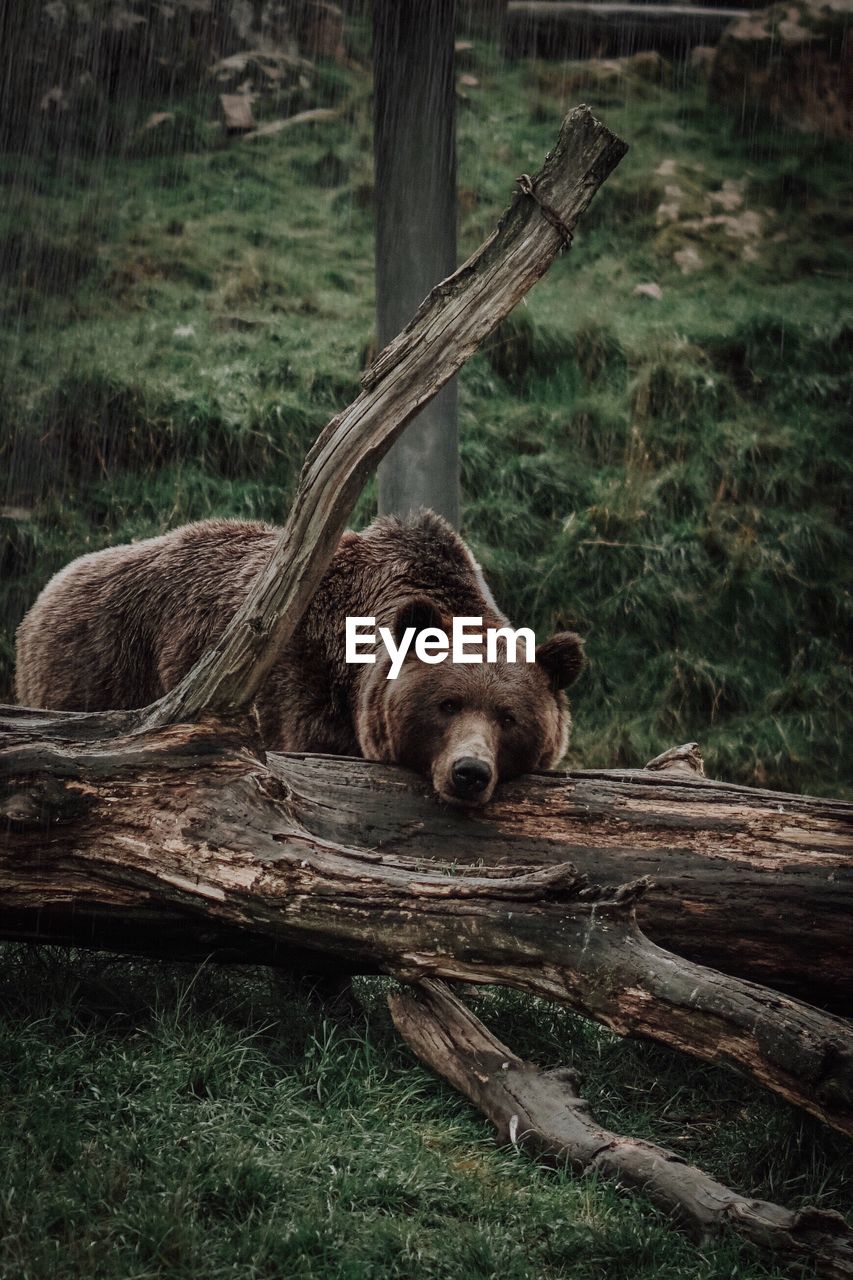 Bear by fallen tree in forest