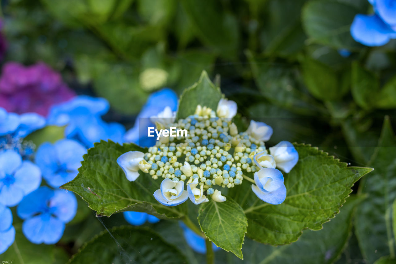 plant, flower, flowering plant, plant part, leaf, nature, beauty in nature, blue, freshness, growth, close-up, green, food and drink, outdoors, food, summer, vegetable, hydrangea serrata, no people, leaf vegetable, botany, multi colored, day, outdoor pursuit, purple, blossom, healthy eating, water, travel destinations, tourism, springtime, wildflower, fragility, travel, environment, hydrangea, flower head, nature reserve, botanical garden, macro photography, inflorescence