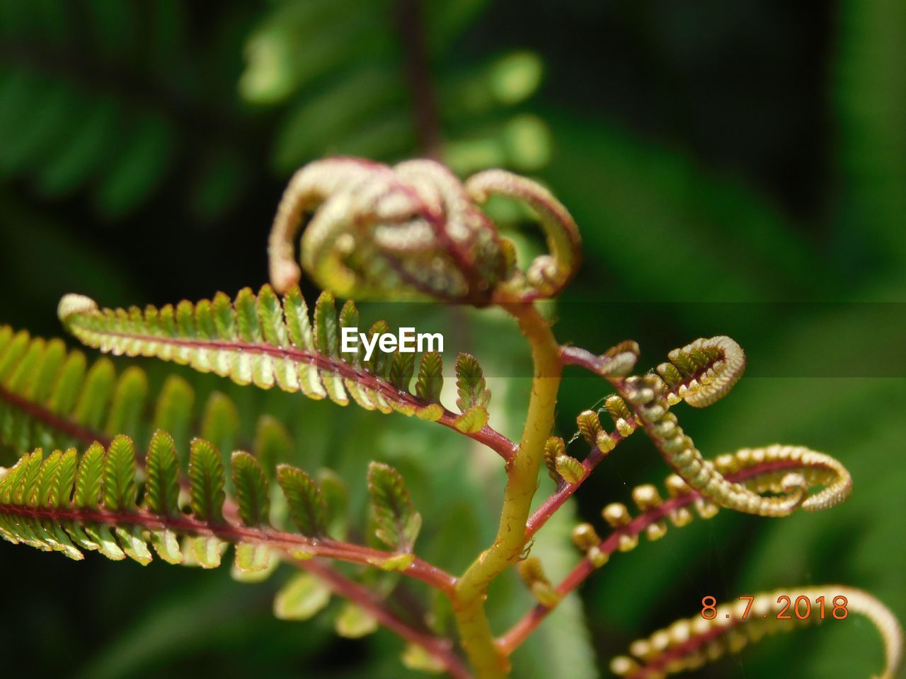 Close-up of fern