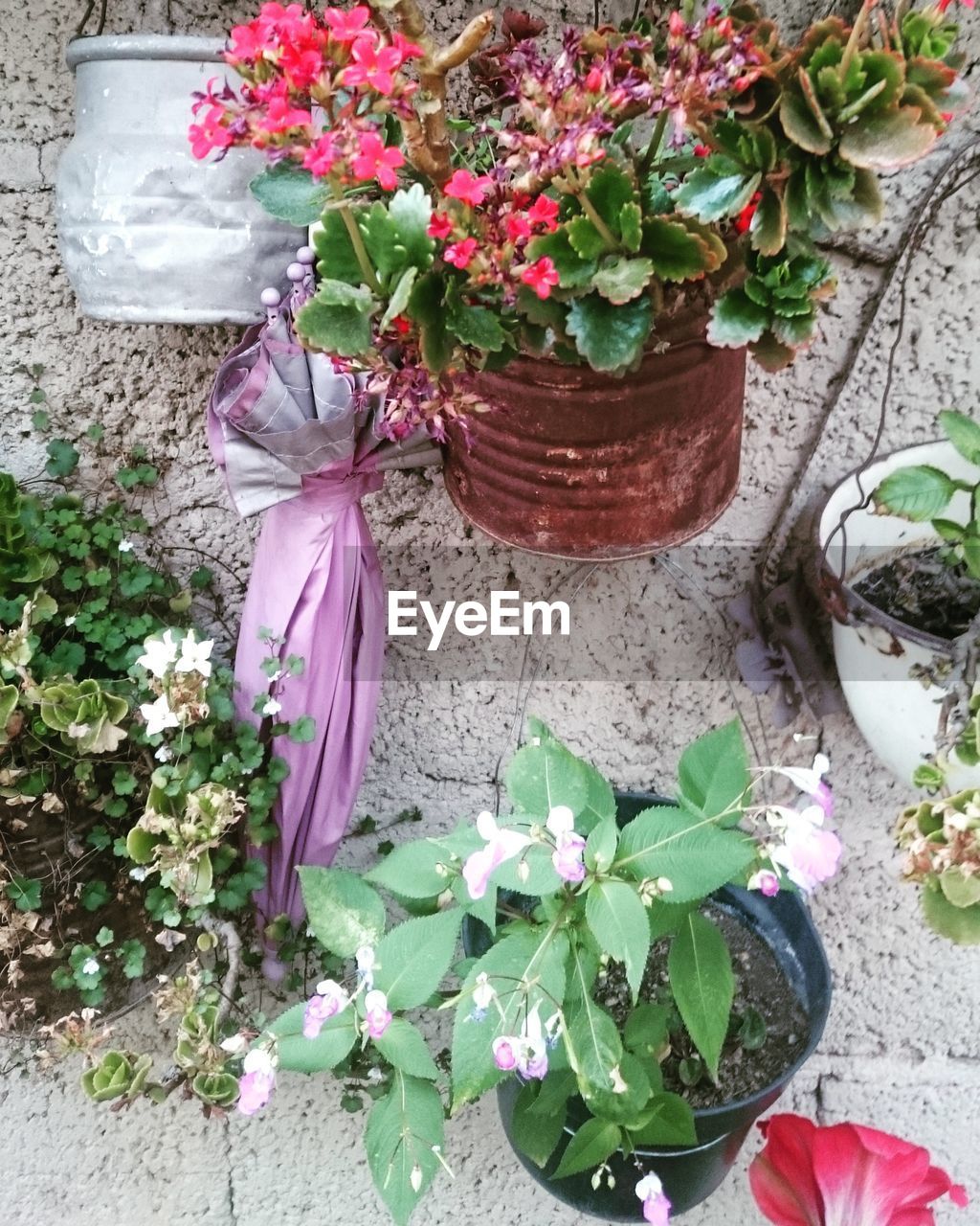 CLOSE-UP OF FRESH PINK FLOWERS BLOOMING IN GARDEN