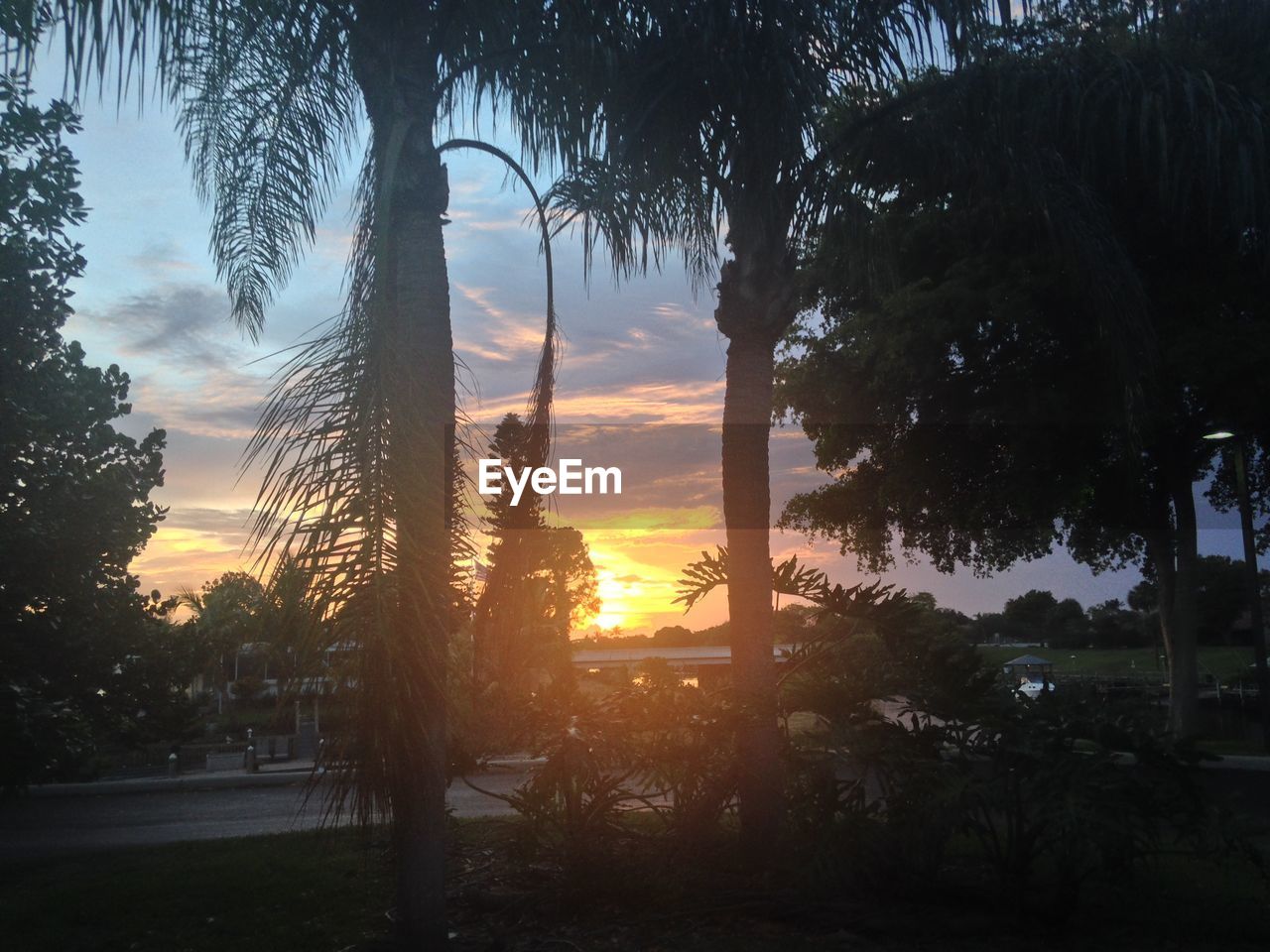 SILHOUETTE TREES BY PLANTS DURING SUNSET