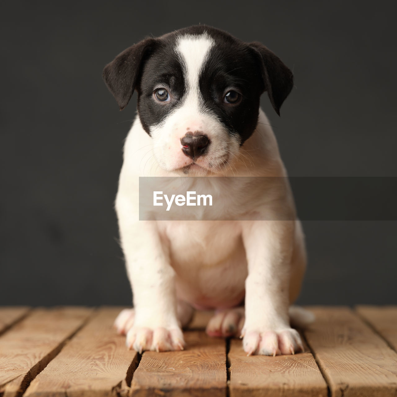 Puppy on grey canvas 