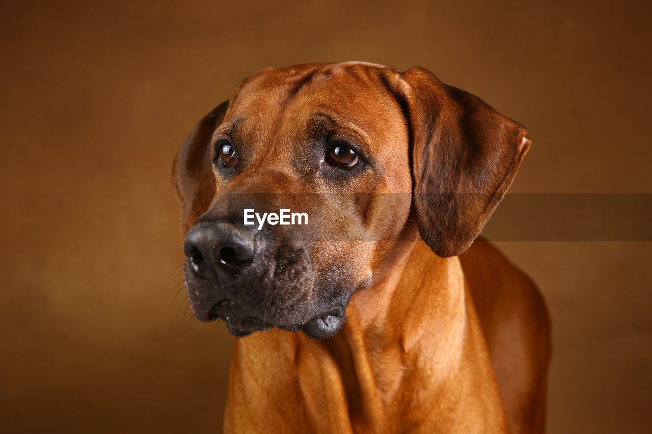 CLOSE-UP PORTRAIT OF A DOG