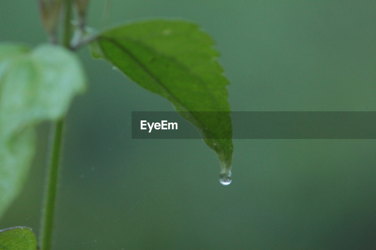 CLOSE-UP OF WATER DROPS ON PLANT