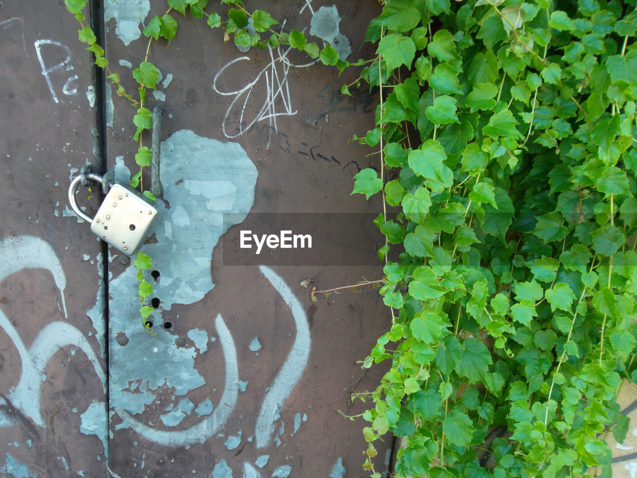 HIGH ANGLE VIEW OF PLANTS AGAINST WALL