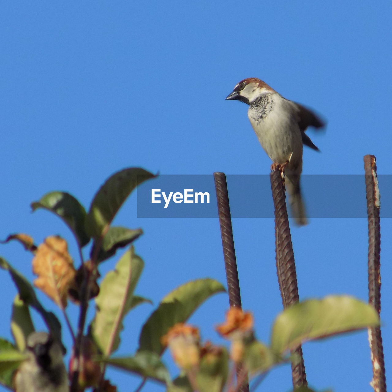 Animal Themes Animal Wildlife Animals In The Wild Beauty In Nature Bird Blue Clear Sky Close-up Day Low Angle View Nature No People One Animal Outdoors Perching Sky Sparrow