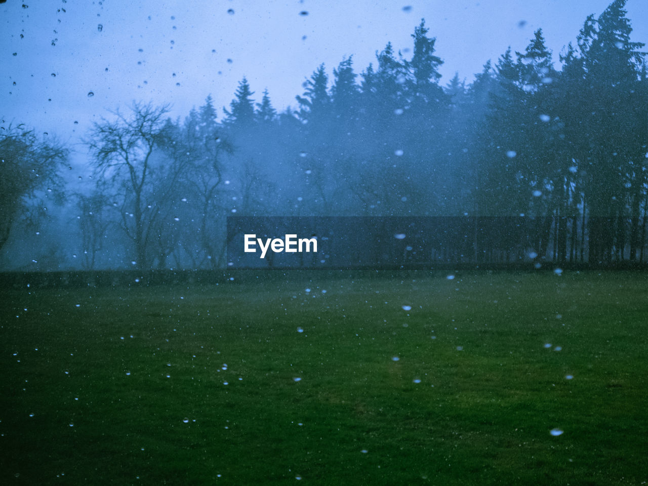 TREES ON FIELD DURING WINTER