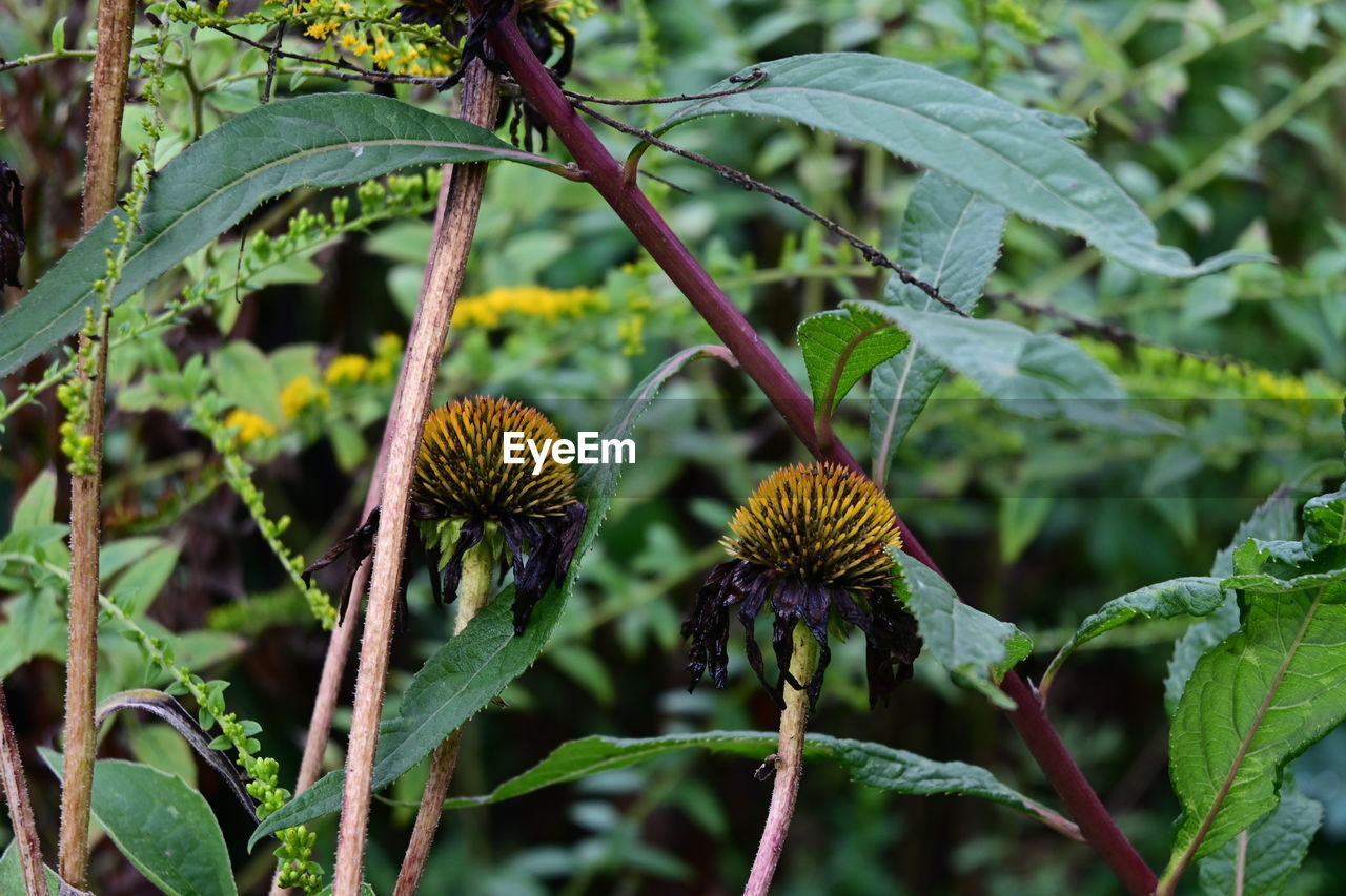 plant, flower, growth, nature, leaf, plant part, food, beauty in nature, food and drink, no people, green, tree, freshness, close-up, wildflower, focus on foreground, flowering plant, day, healthy eating, outdoors, fruit, land, garden