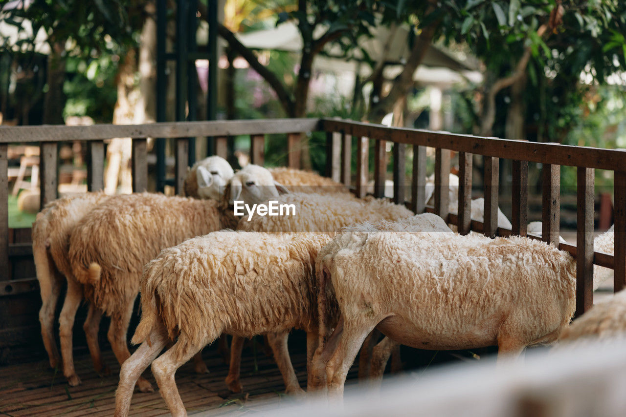 close-up of sheep standing in farm