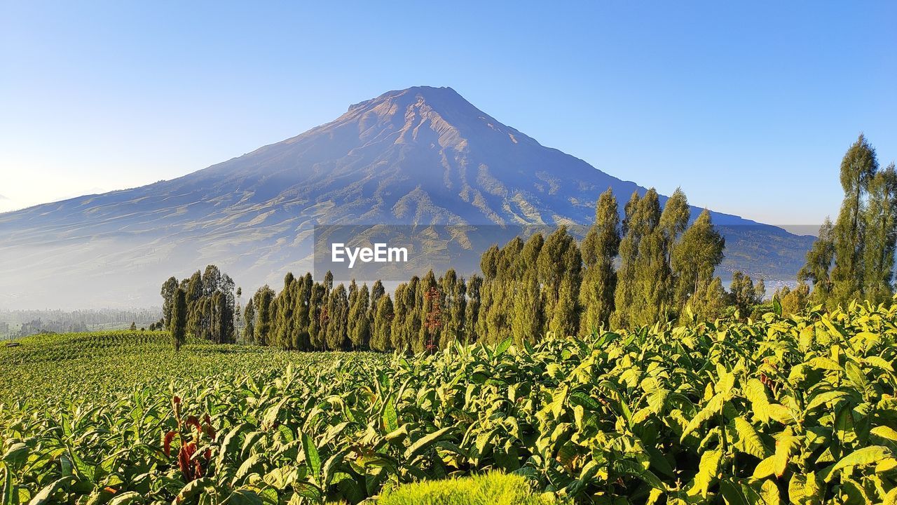 PLANTS GROWING ON FIELD AGAINST SKY