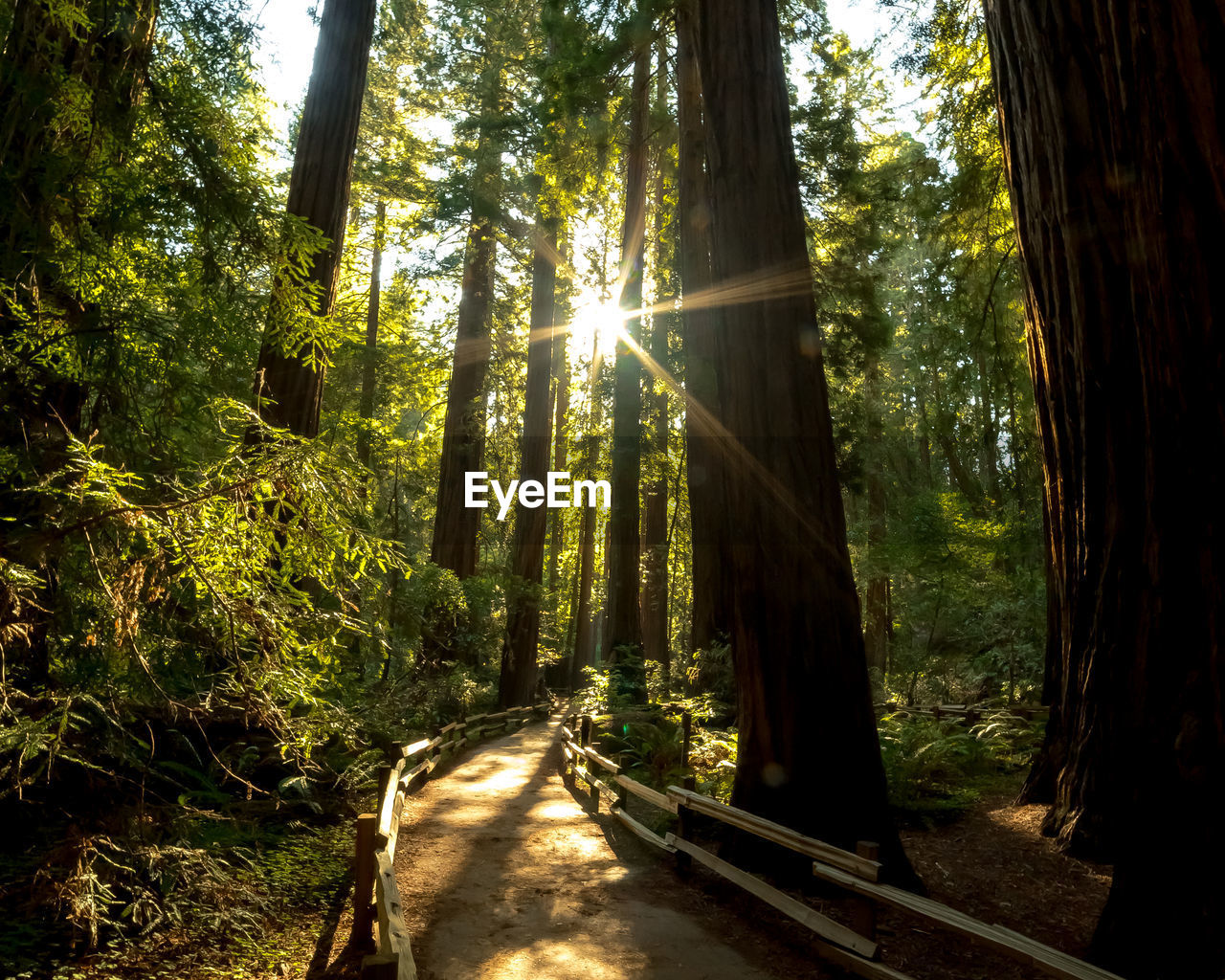 SUNLIGHT STREAMING THROUGH TREES