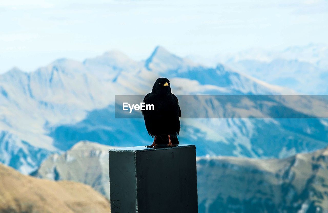 Bird perching on a mountain