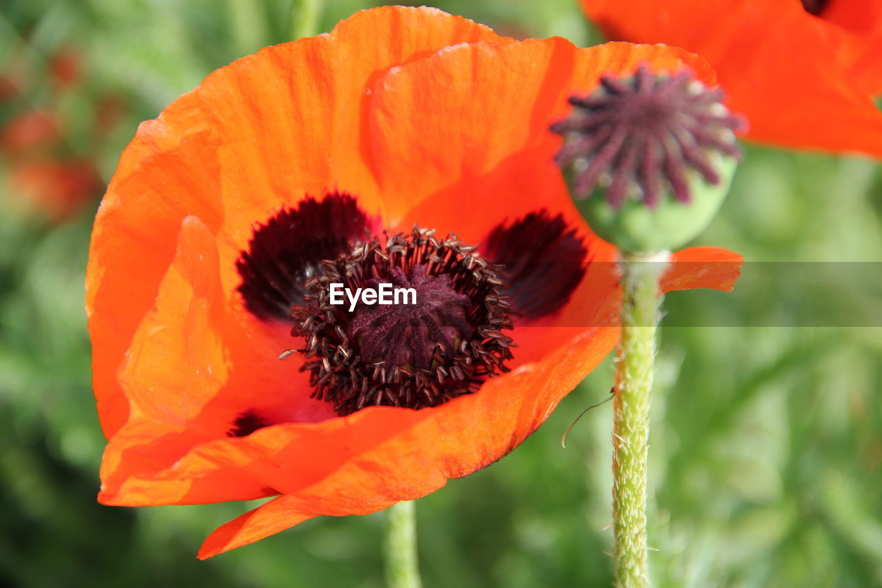 CLOSE-UP OF HONEY BEE ON ORANGE POPPY OF RED FLOWER