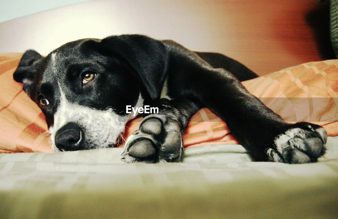 Close-up of dog relaxing on bed