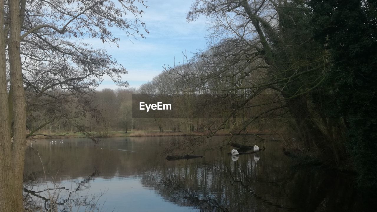 BIRDS IN LAKE AGAINST SKY