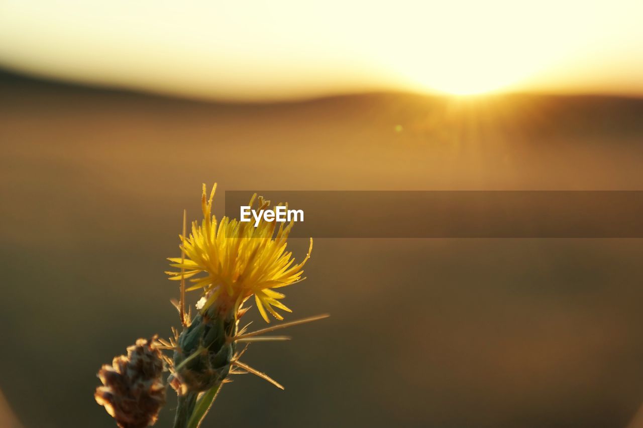 CLOSE-UP OF YELLOW FLOWER AGAINST SKY